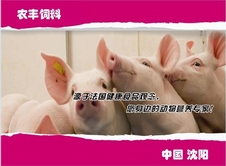 春季养猪生产饲养管理技术要点