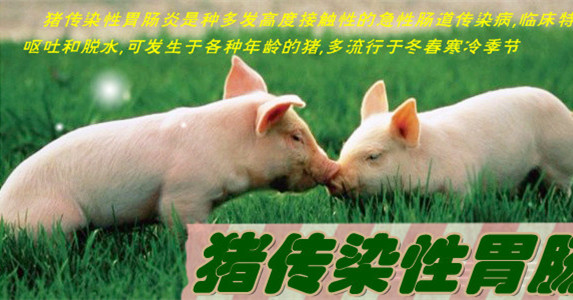 猪传染性胃肠炎防治要点