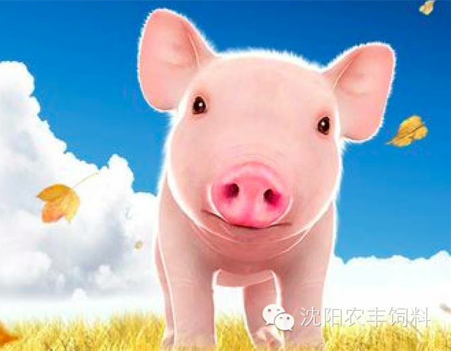 应激已经成为猪场第一杀手，在养殖过程中如何避免猪群发生应激？