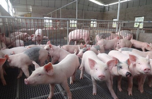 生猪标准化饲养与管理技巧